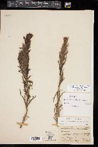 Castilleja purpurea var. purpurea image