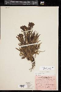 Castilleja indivisa image