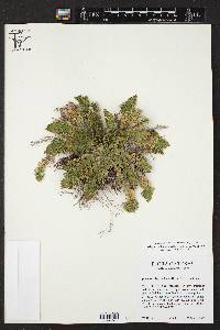 Selaginella lepidophylla image