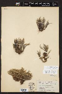 Selaginella corallina image