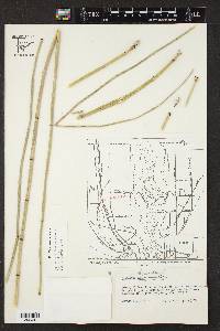 Equisetum × ferrissii image