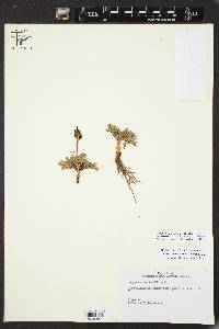 Botrychium lunarioides image