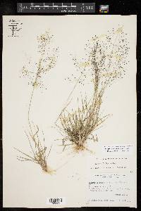 Eragrostis intermedia image