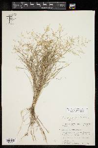 Eragrostis curtipedicellata image