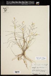 Eragrostis curtipedicellata image