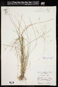 Eragrostis intermedia image