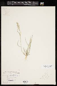 Eragrostis barrelieri image