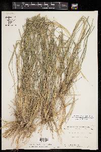 Enteropogon chlorideus image