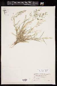 Eragrostis barrelieri image