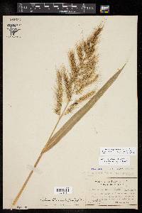 Echinochloa walteri image