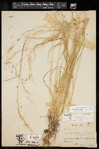 Elymus arizonicus image