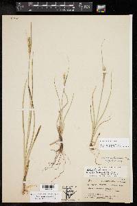 Carex schiedeana image