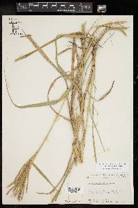 Leptochloa pluriflora image