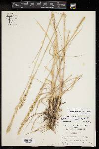 Tridens albescens image