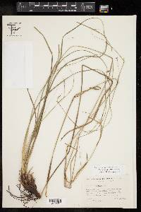 Carex cherokeensis image