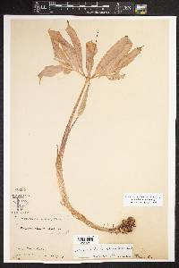 Arisaema dracontium image