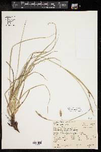 Carex cherokeensis image