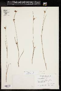 Scleria ciliata image