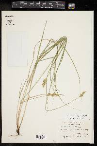 Carex reniformis image