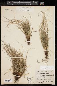 Carex planostachys image