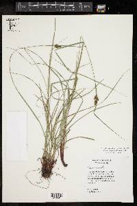 Carex complanata image