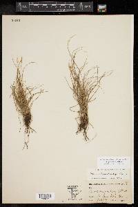 Carex planostachys image