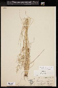 Fimbristylis littoralis image