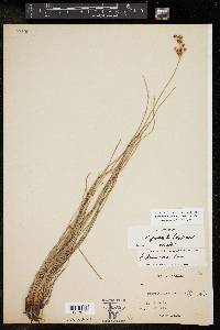 Fimbristylis puberula image