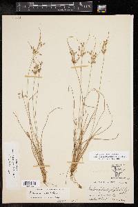 Fimbristylis annua image