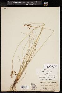 Fimbristylis puberula image