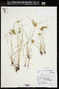 Cyperus pseudothyrsiflorus image