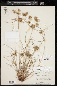 Cyperus floribundus image