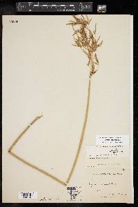 Cyperus articulatus image