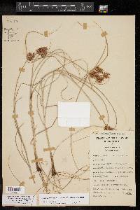 Cyperus floribundus image