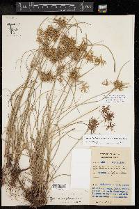 Cyperus floribundus image