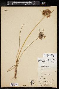 Cyperus surinamensis image