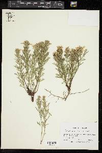 Teucrium laciniatum image