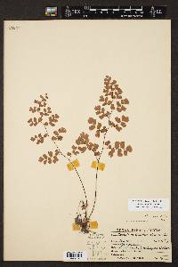 Adiantum capillus-veneris image