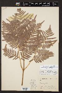 Pteridium aquilinum subsp. pseudocaudatum image