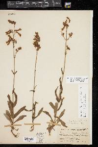 Penstemon laxiflorus image