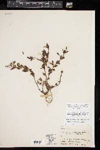 Mecardonia procumbens image