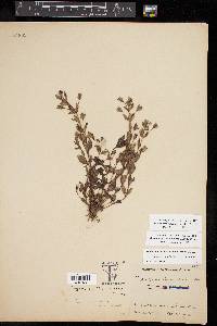 Mecardonia procumbens image