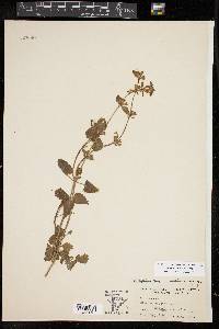 Stachys bigelovii image