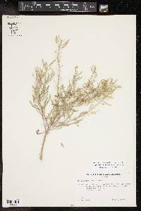 Nerisyrenia linearifolia image