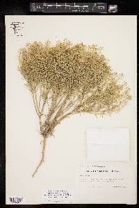 Lepidium alyssoides image