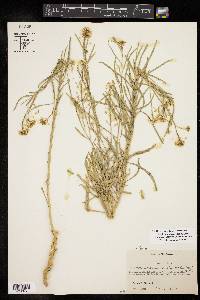 Lepidium alyssoides var. angustifolium image