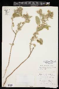 Croton capitatus image