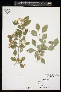 Crataegus viridis image