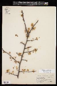 Prunus mexicana image