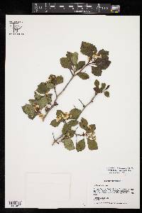 Crataegus tracyi image